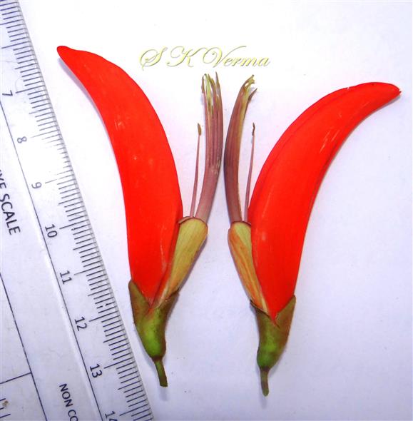  Flowers